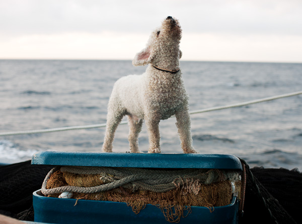 Coreyfishes, Spain, Basque, Fisherman, Fishing, fish, sea ocean, howl, poodle, dog